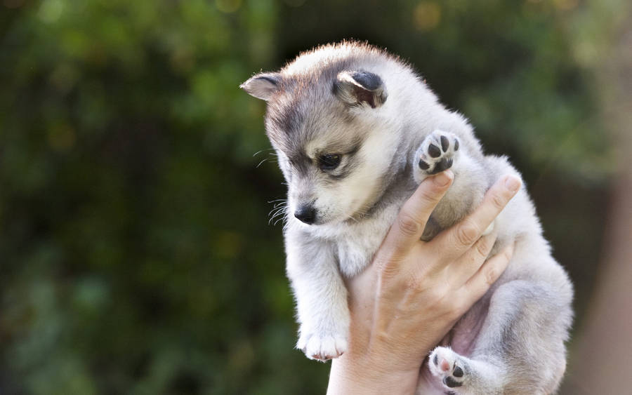 Holding Husky Puppy Wallpaper