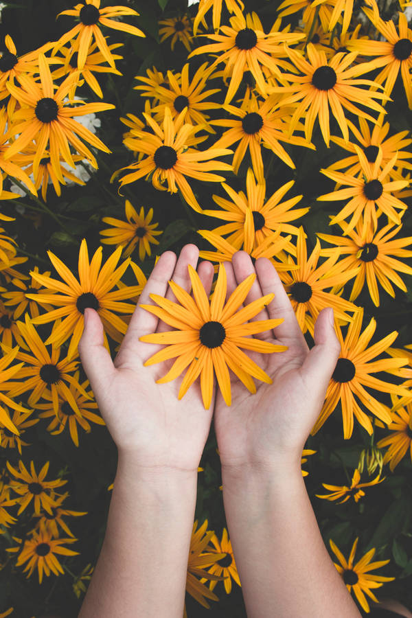 Holding Sunflower Full Screen 4k Flowers Wallpaper