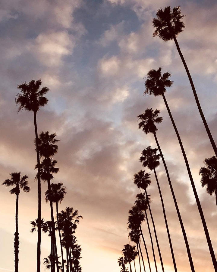 Hollywood Palm Trees Summer Vibes Wallpaper