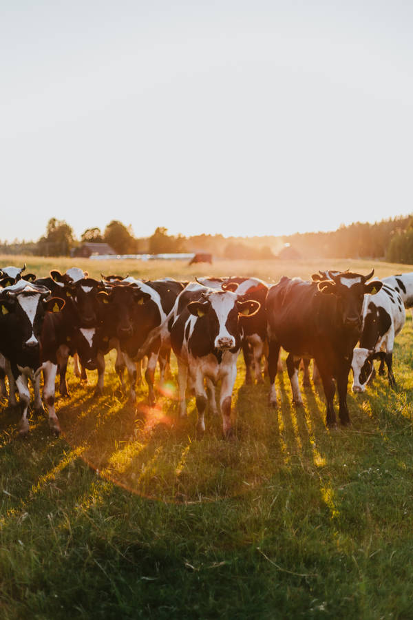 Holstein Friesian Cattle Herd On Sunset Wallpaper