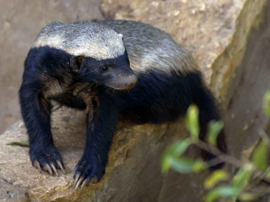 Honey Badger Restingon Rock Wallpaper