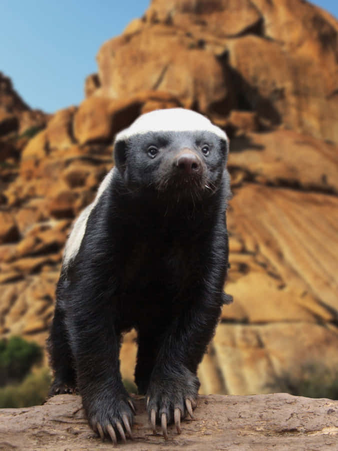 Honey Badger Standing Rock Background Wallpaper