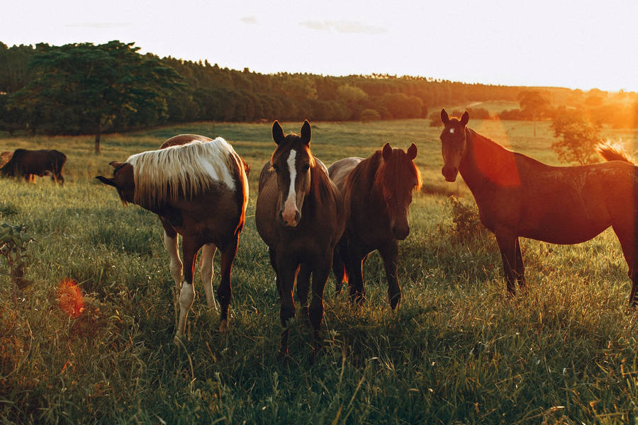 Horse Animals Grazing On The Farm Wallpaper