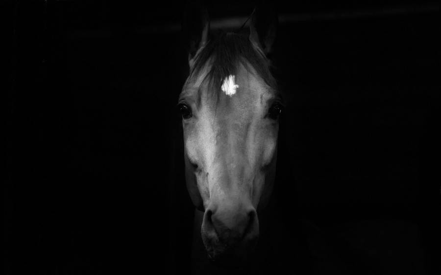 Horse Face Dark Portrait Wallpaper