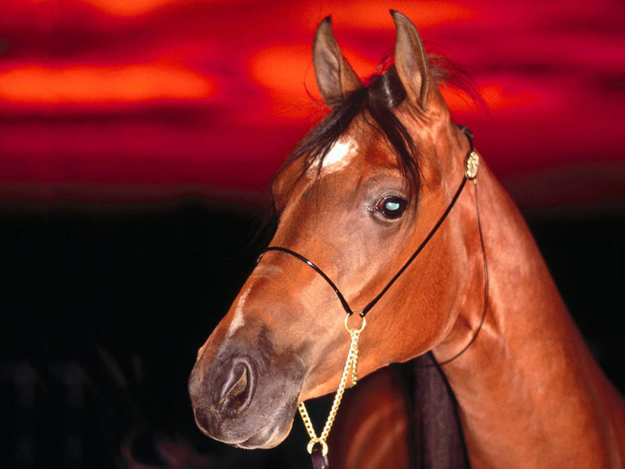 Horse Face In Red Wallpaper