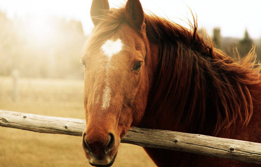 Horse Face On A Fence Wallpaper