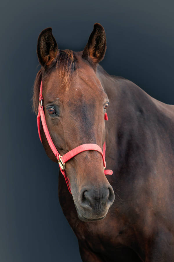 Horse Face Red Leash Wallpaper