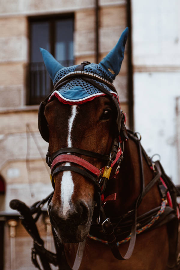 Horse Face With Crochet Hat Wallpaper