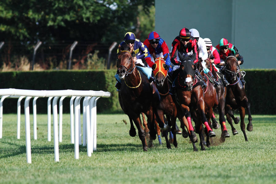 Horse Racing Around The Field Wallpaper