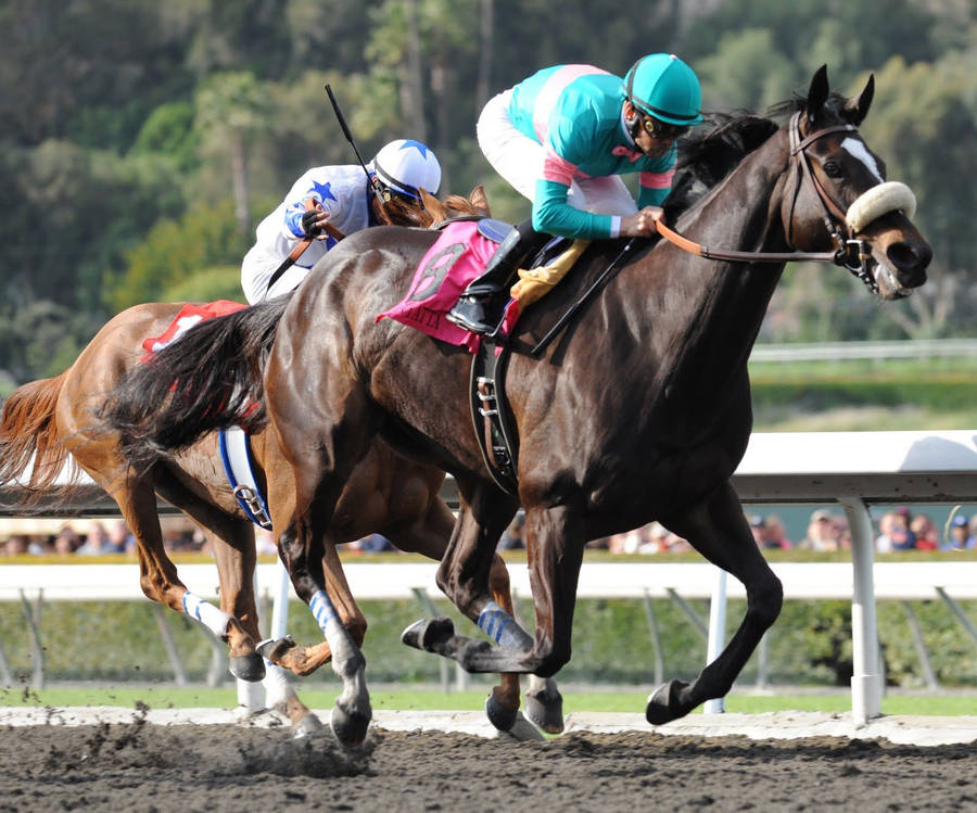 Horse Racing Black And Brown Horse Wallpaper