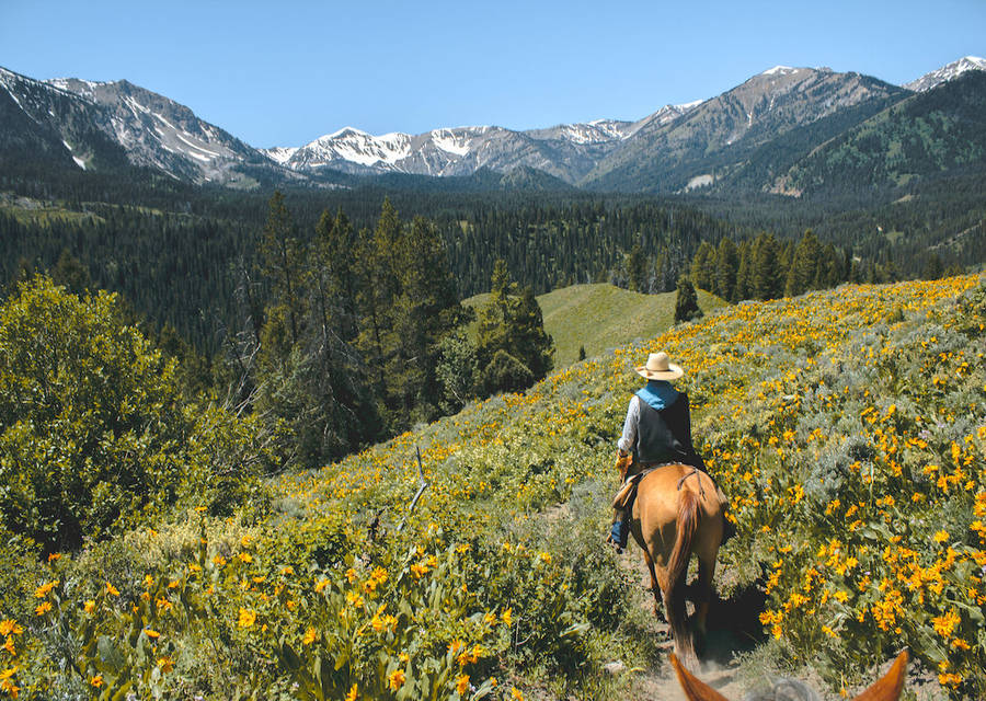 Horseback Riding Adventures In Minneapolis Wallpaper