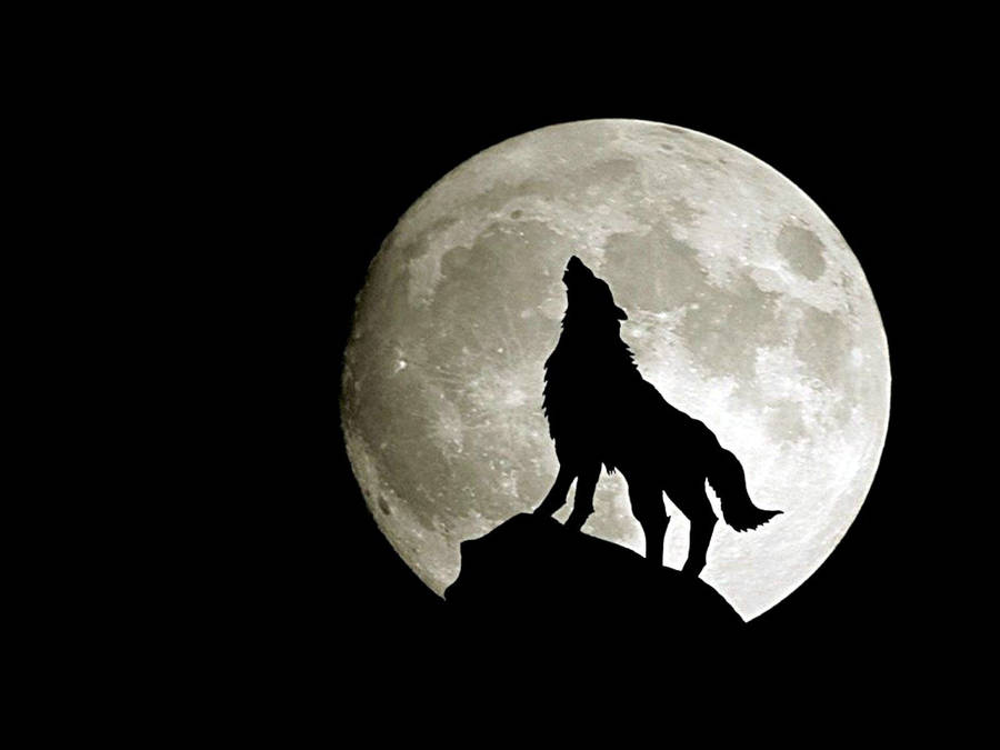 Howling Wolf At Full Moon Wallpaper