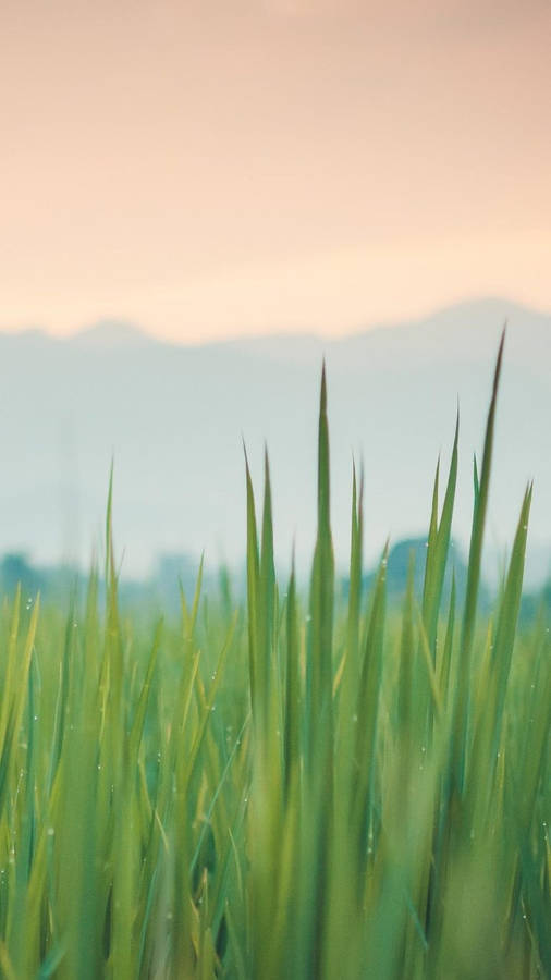 Huawei Honor Green Grass Wallpaper