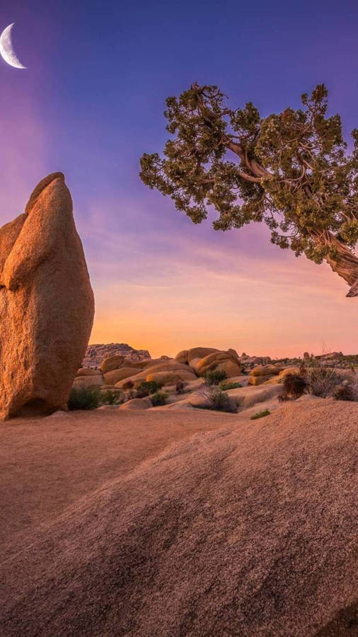 Huawei Honor Joshua Tree Wallpaper