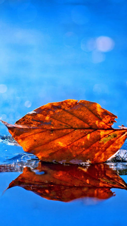 Huawei Honor Leaf Fall Wallpaper