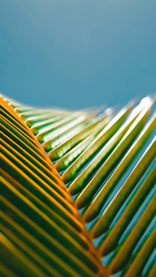 Huawei Honor Palm Leaves Wallpaper