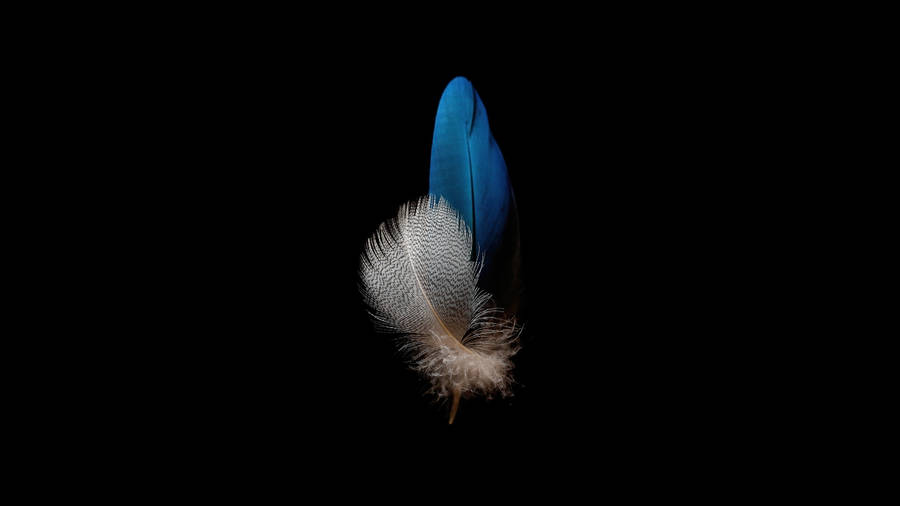 Huawei P8 Lite Feathers Wallpaper