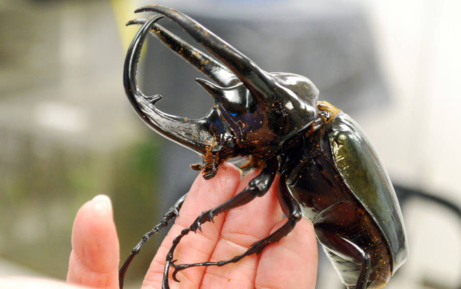 Huge Beetle Clinging On A Hand Wallpaper