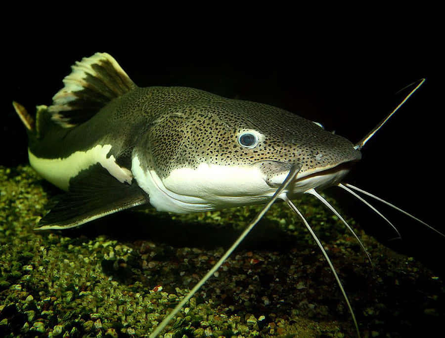 Huge Headed Catfish Wallpaper