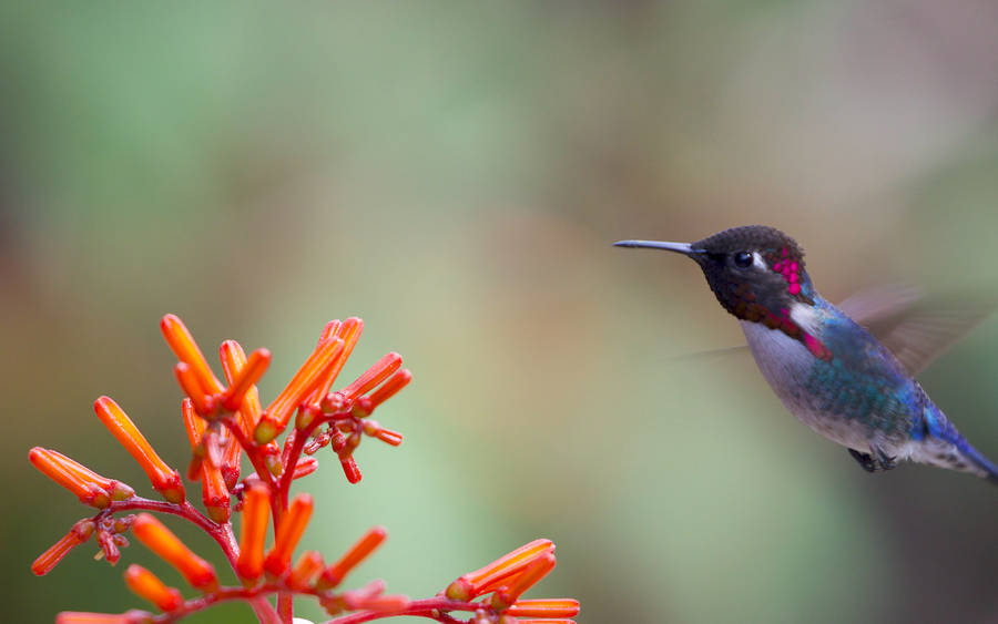 Hummingbird Near Red Flowers Wallpaper