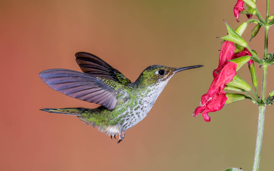 Hummingbird On Pink Flower Plant Wallpaper