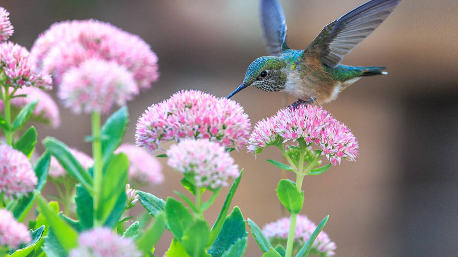 Hummingbird On Pink Flowers Wallpaper