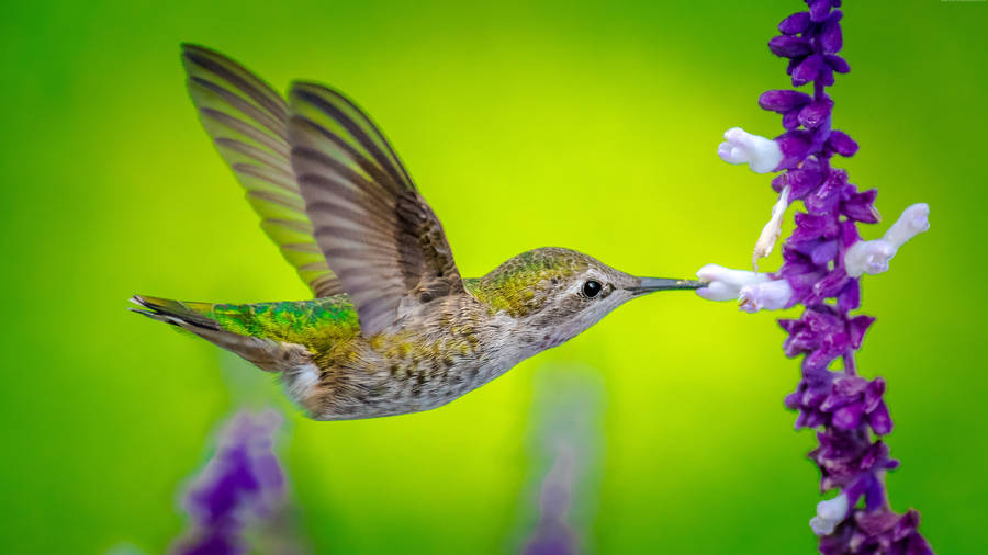 Hummingbird On Purple Flower Wallpaper