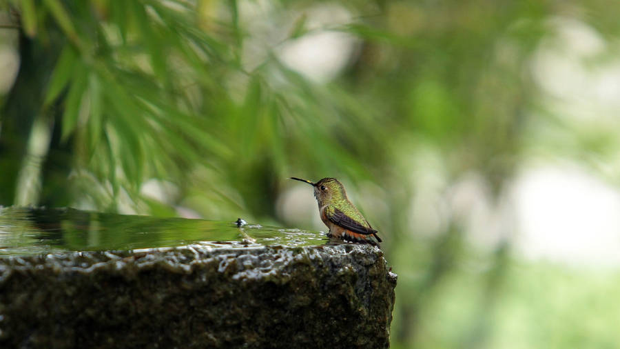 Hummingbird On Rock Wallpaper