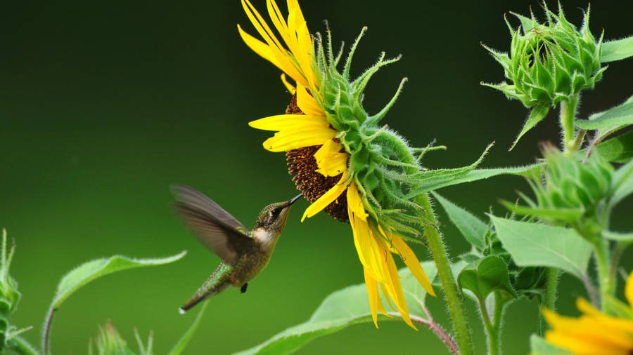 Hummingbird Sunflower Laptop Wallpaper