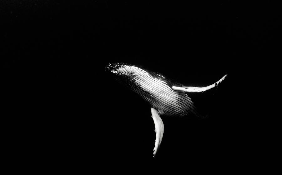 Humpback Whale On Black Pc Wallpaper