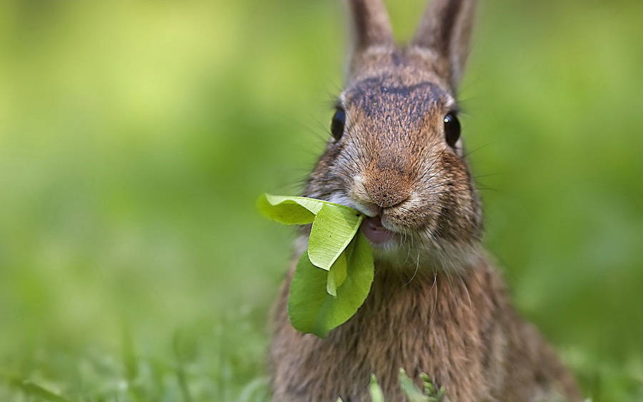 Hungry Munching Bunny Wallpaper