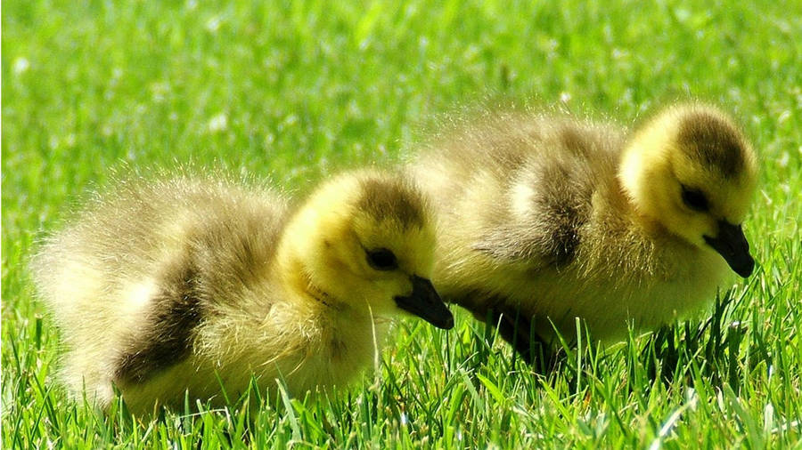 Hunting Baby Ducks Wallpaper