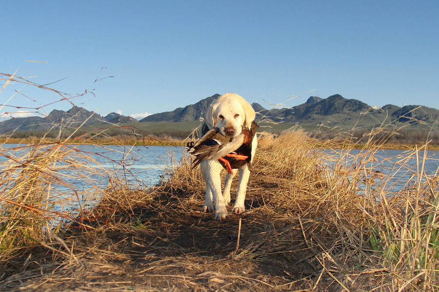 Hunting Dog With Duck Wallpaper