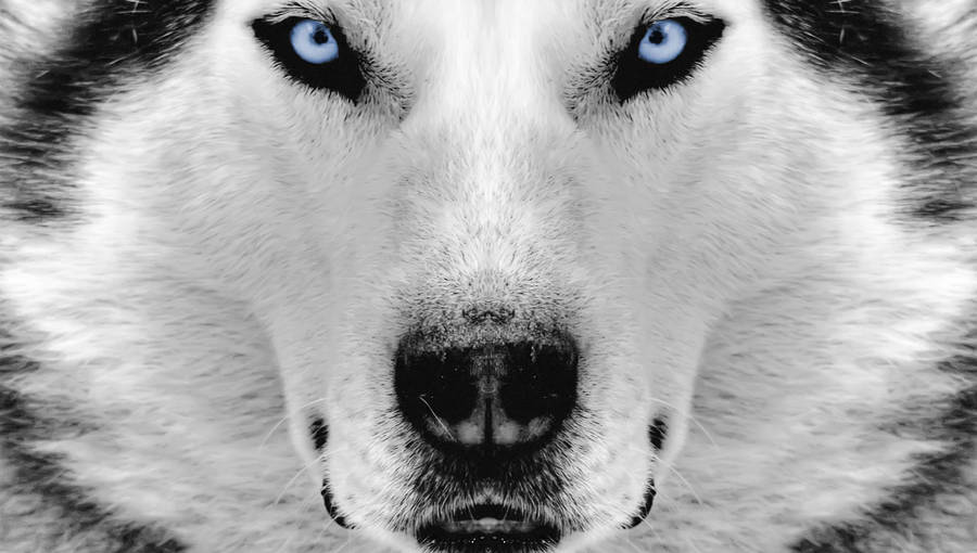 Husky Dog Snout Close-up Wallpaper