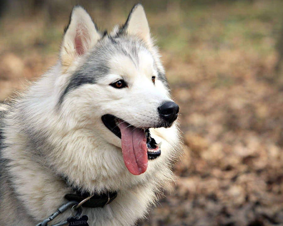 Husky Dog Tongue Out Wallpaper