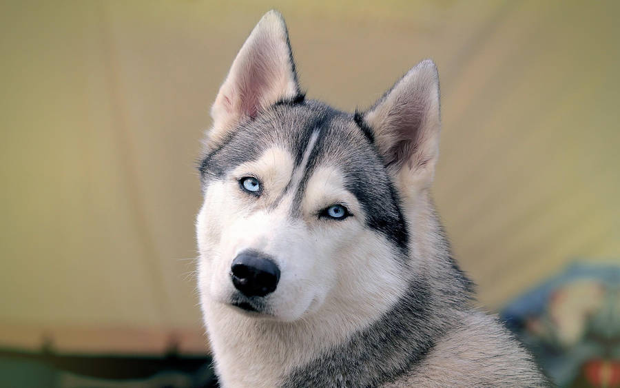 Husky Looking Back Wallpaper