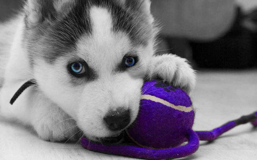 Husky Puppy Biting Toy Wallpaper