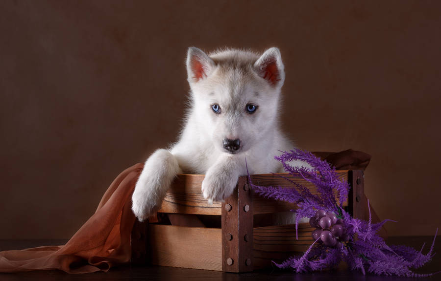 Husky Puppy Brown Photoshoot Wallpaper