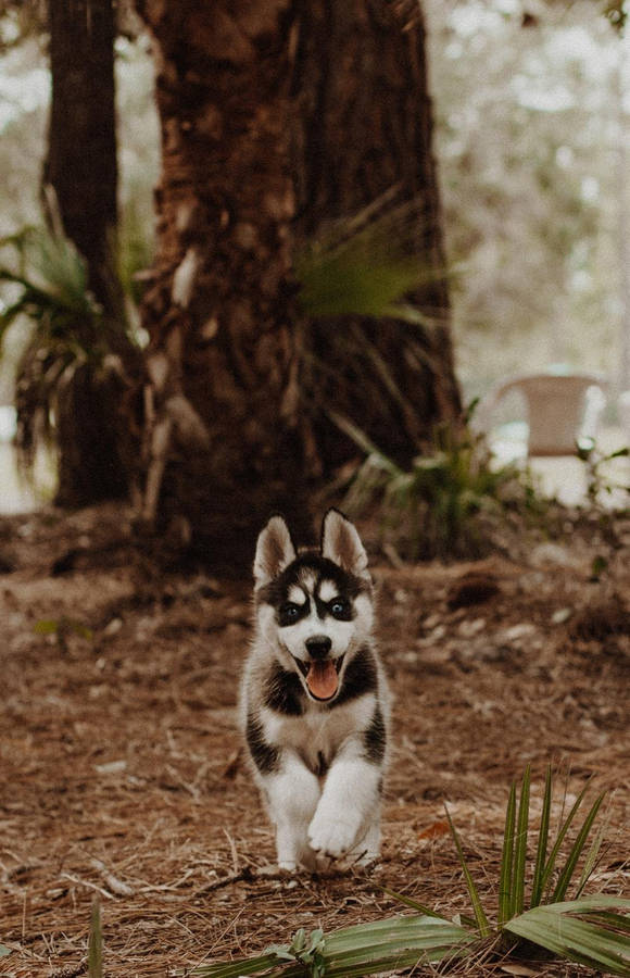 Husky Puppy Running In Woods Wallpaper