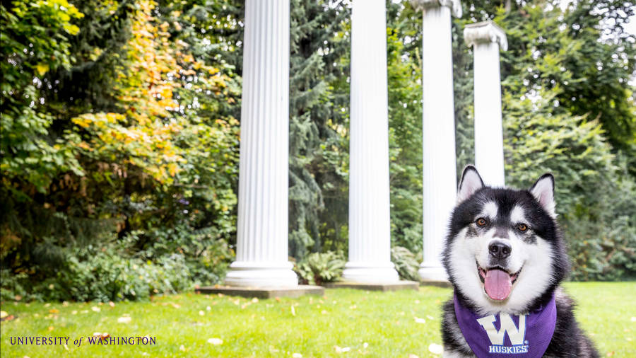 Husky With University Of Washington Scarf Wallpaper