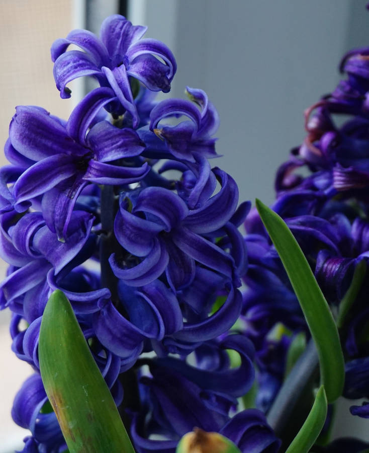 Hyacinth Purple Flowers Green Leaves Iphone Wallpaper