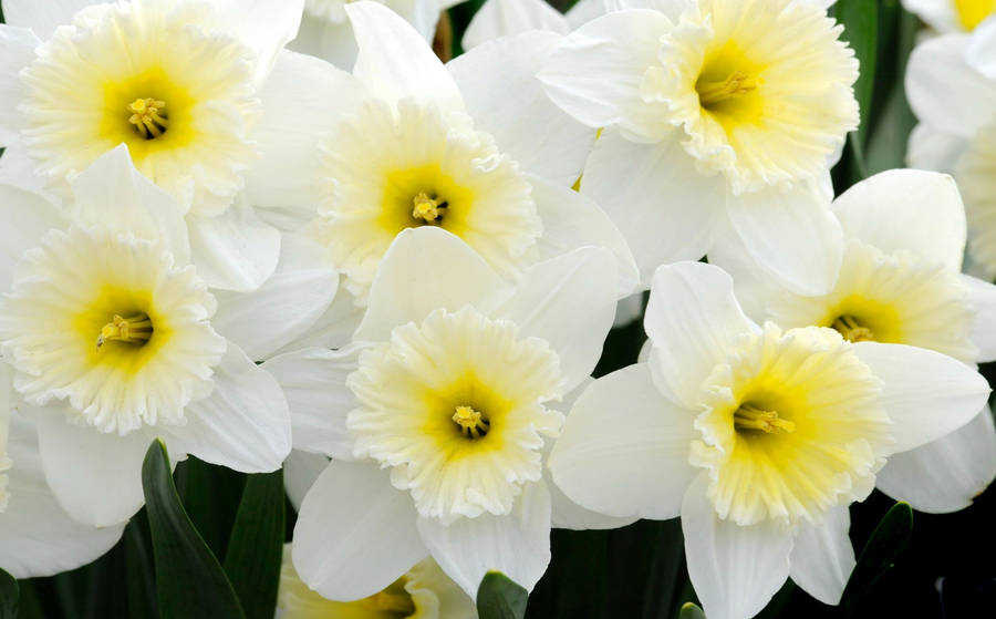 Ice Follies Narcissus Flowers Wallpaper