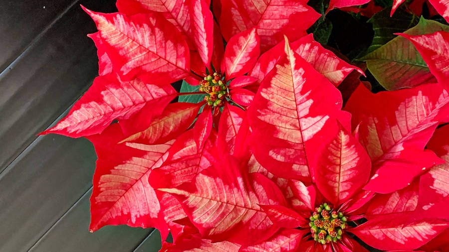 Ice Punch Poinsettia Wallpaper