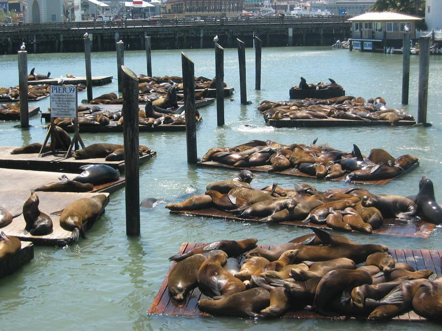 Iconic Sea Lion Colony At Fisherman's Wharf Wallpaper