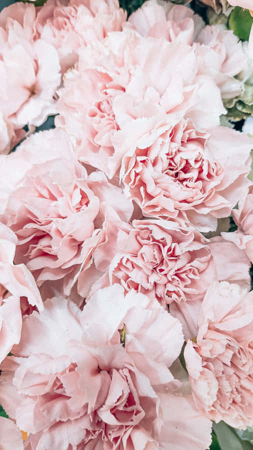 Image Beautiful Pink Rose Phone Wallpaper