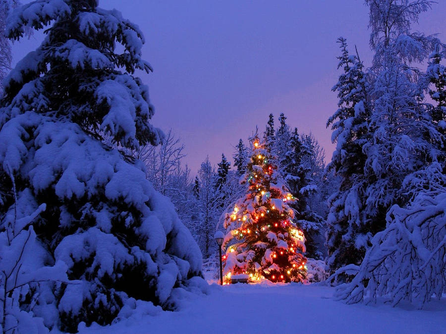 Image It's That Time Of Year Again - Christmas In The Forest! Wallpaper