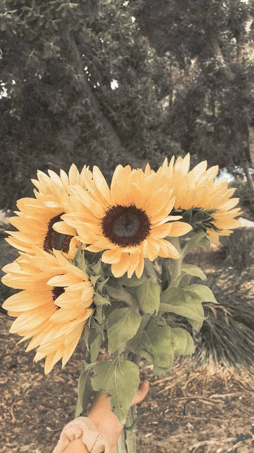 Immerse Yourself In The Charming Appeal Of This Vintage Flower Aesthetic Sunflower Bouquet. Wallpaper