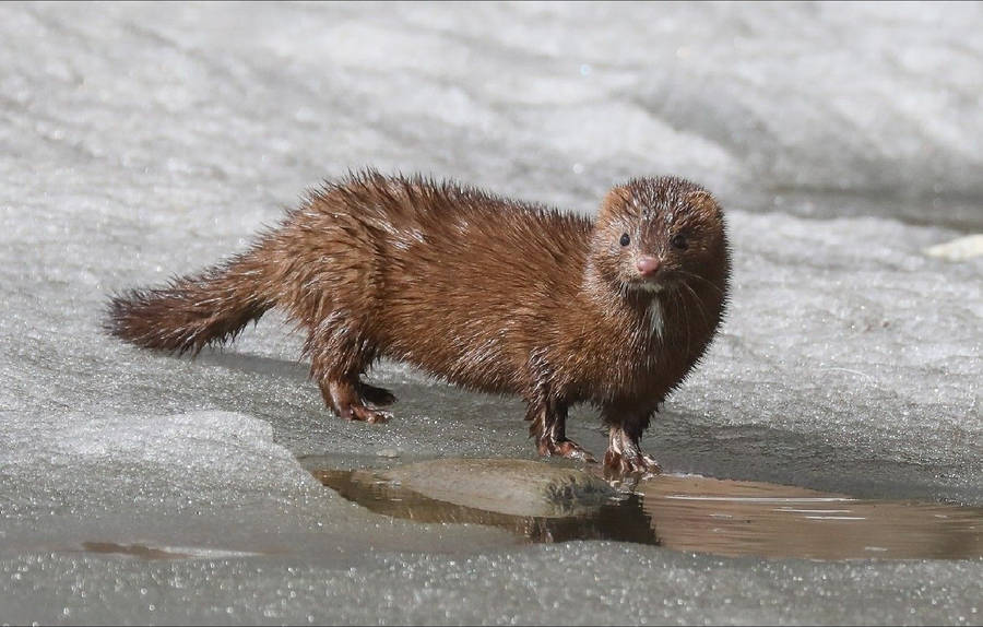 Incredible Mink Animal Wallpaper