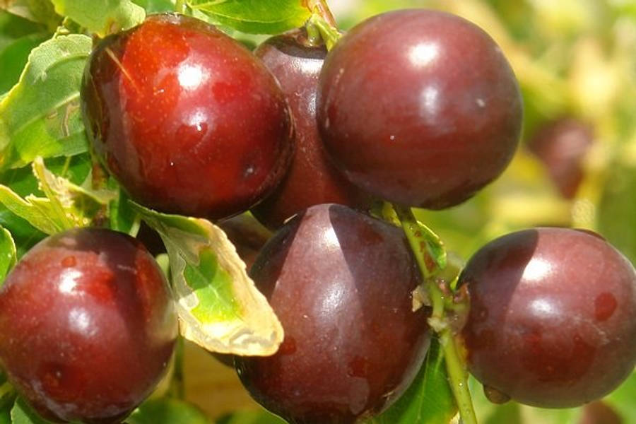 Indian Jujube Fruits Wallpaper