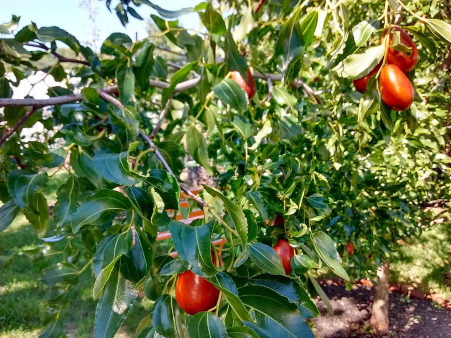 Indian Jujube Plant Basking In Bright Daylight Wallpaper